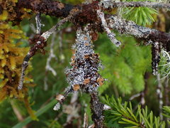 Hypogymnia lophyrea
