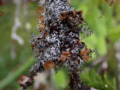 Hypogymnia lophyrea