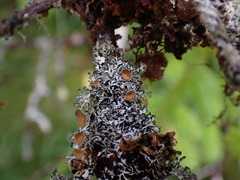 Hypogymnia lophyrea