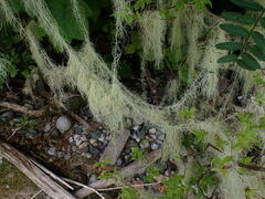 Usnea longissima