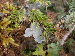 Lobarina scrobiculata