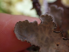 Lobarina scrobiculata