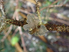 Lobarina scrobiculata