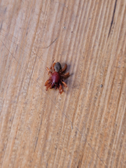 Dysderidae