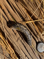 Philomycus carolinianus
