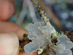 Lobarina scrobiculata