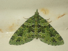 Pasiphila melochlora