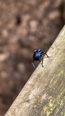 Alcaeorrhynchus grandis