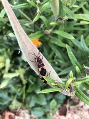 Oncopeltus fasciatus