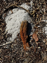 Callyspongia aculeata