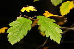 Scandosorbus intermedia