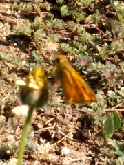 Hylephila phyleus phyleus