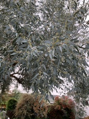 Eucalyptus gunnii