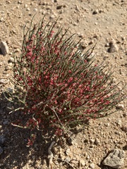 Eriogonum nidularium