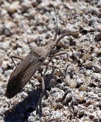 Chariesterus antennator