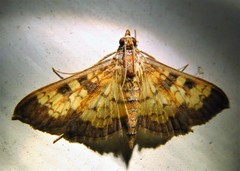 Diacme elealis