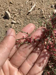 Eriogonum nidularium