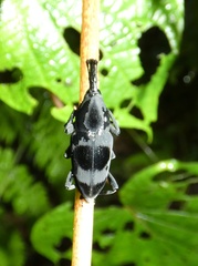 Rhodobaenus nawradii