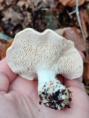 Hydnum repandum