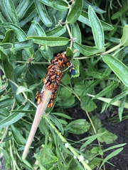 Oncopeltus fasciatus