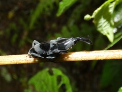 Rhodobaenus nawradii