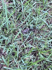 Rhinella marina