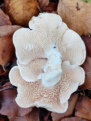 Hydnum repandum