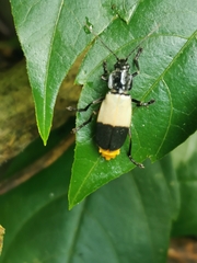 Chauliognathus tripartitus