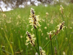 Eleocharis acuta