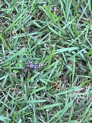 Rhinella marina