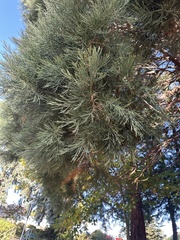 Sequoiadendron