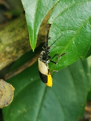Chauliognathus tripartitus