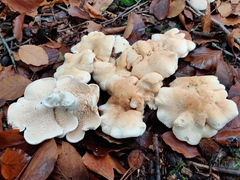 Hydnum repandum