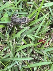 Rhinella marina