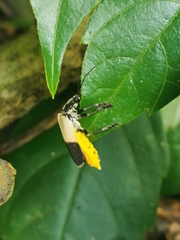 Chauliognathus tripartitus