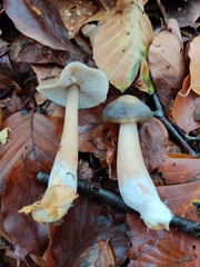 Rhodocollybia asema