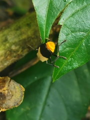 Chauliognathus tripartitus
