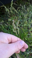 Chascolytrum subaristatum