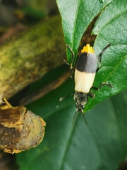 Chauliognathus tripartitus