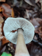 Rhodocollybia asema