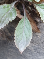 Trachelium caeruleum