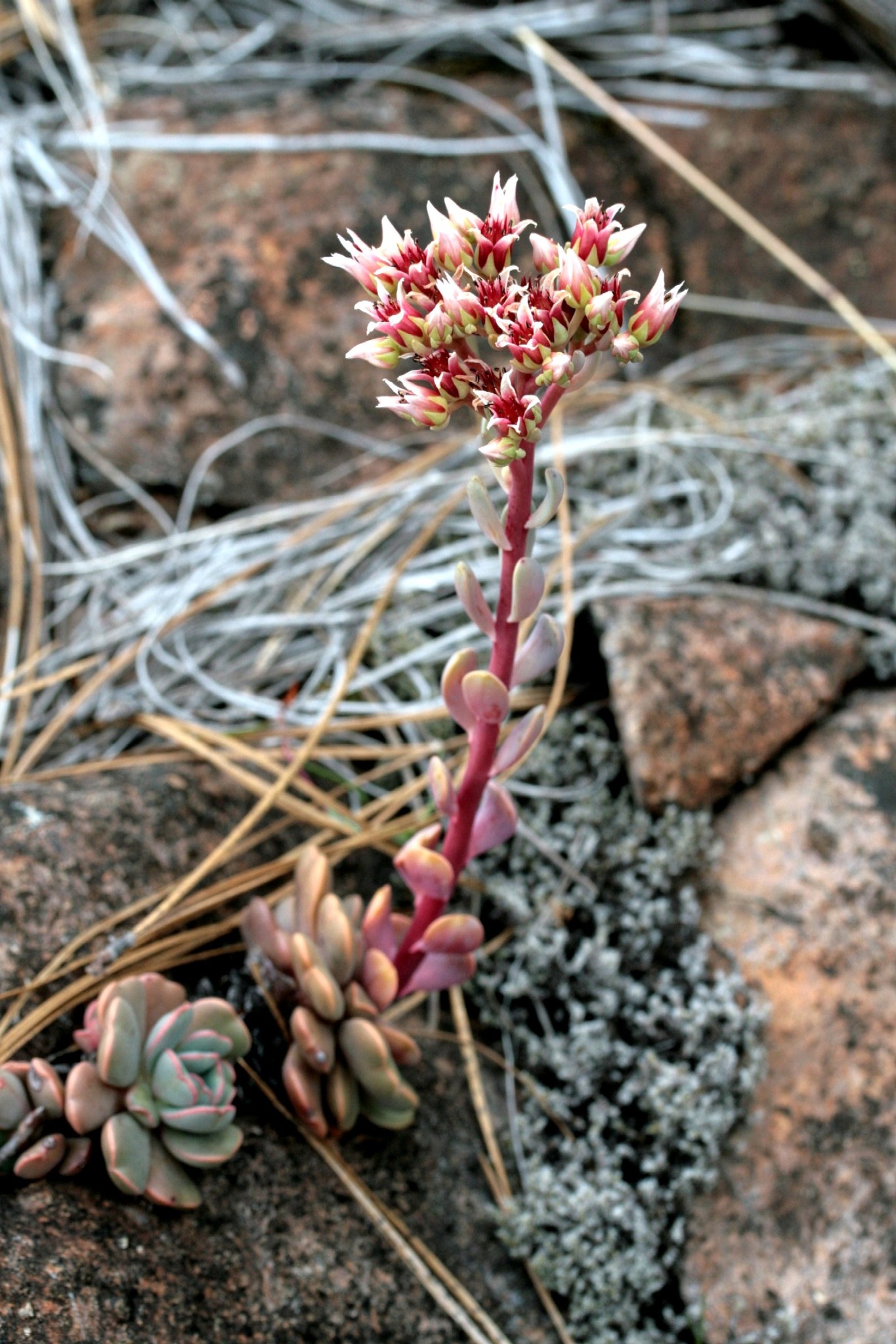 Sedum laxum