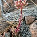 Roseflower Stonecrop - Photo (c) NC Orchid, some rights reserved (CC BY-NC)