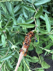 Oncopeltus fasciatus