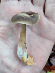 Rhodocollybia asema