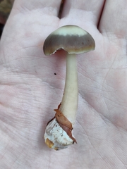 Rhodocollybia asema