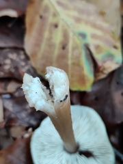 Rhodocollybia asema