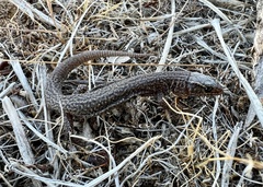 Xantusia vigilis