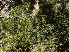 Selaginella underwoodii