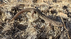 Xantusia vigilis